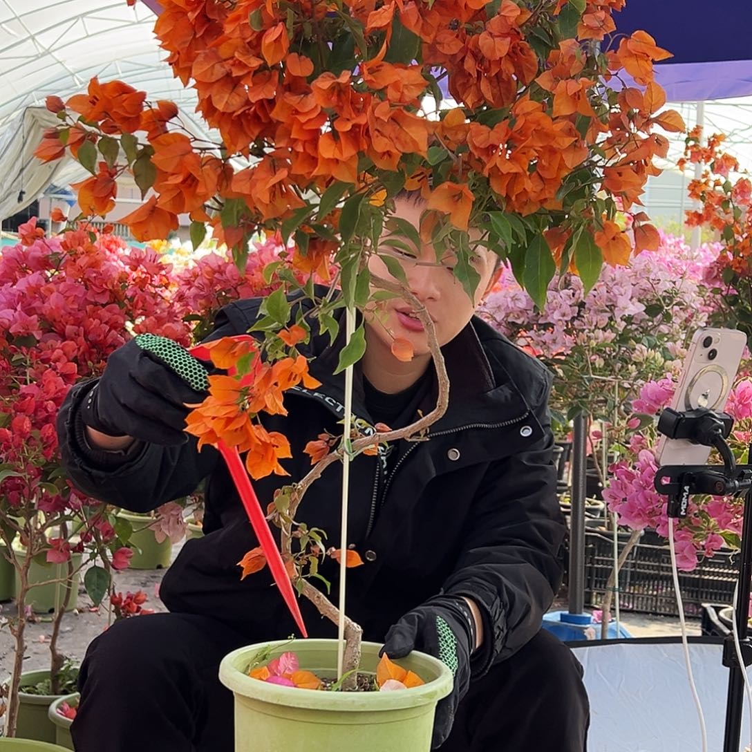 义***陈大部分花苞少量开放M98橙桑巴