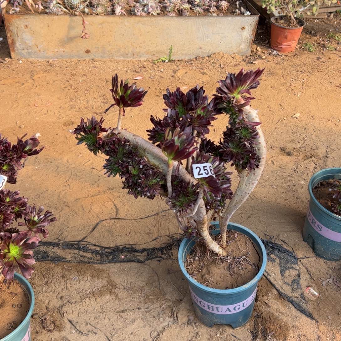 有伤黑缀256高37