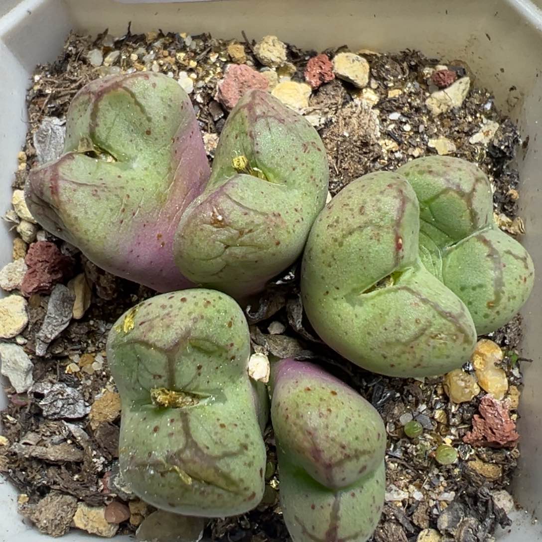 【闪购商品】 752。   