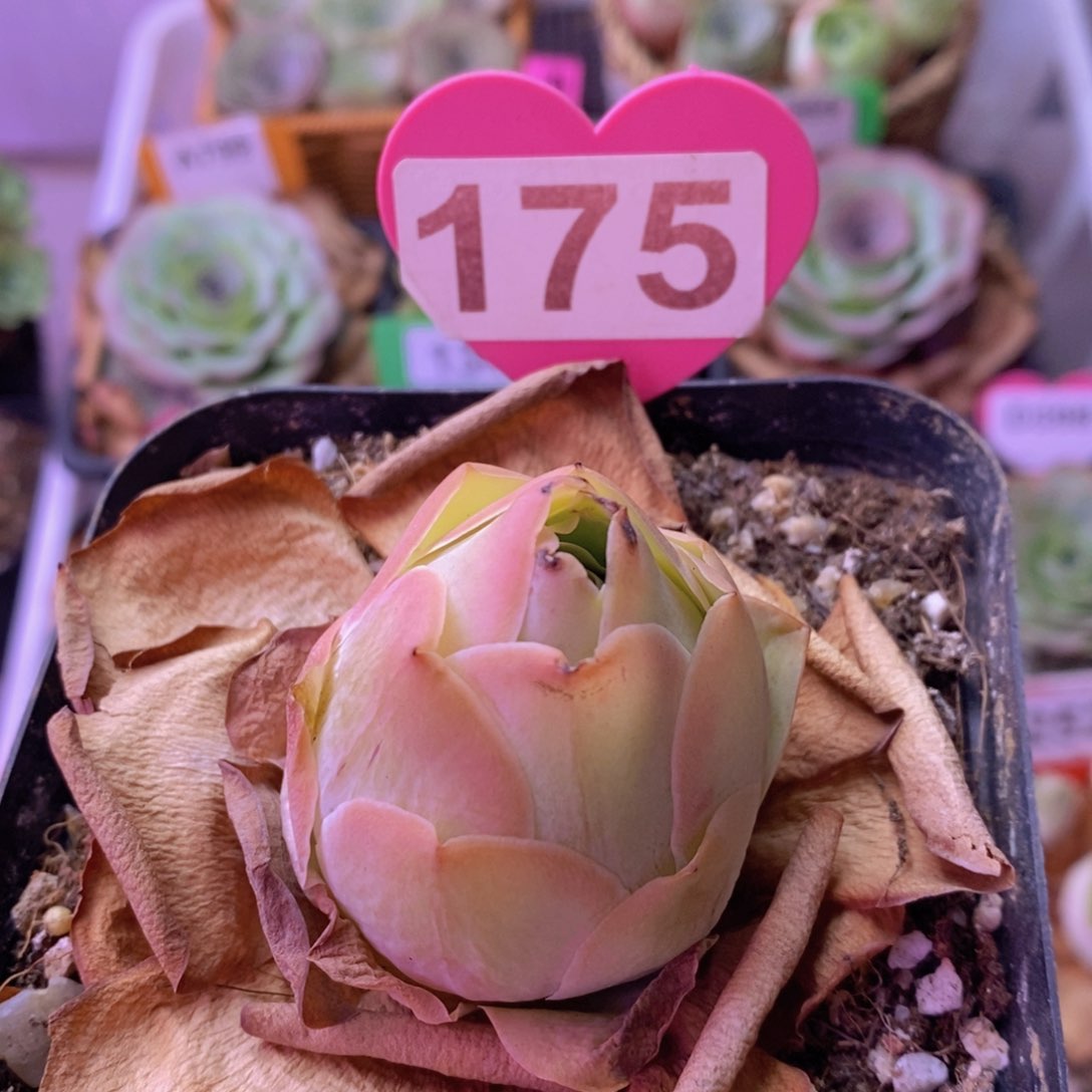 帕美玫瑰一物一拍175 裸根发