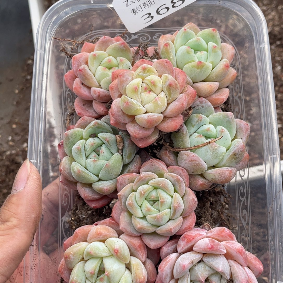 云糖心多肉植物368