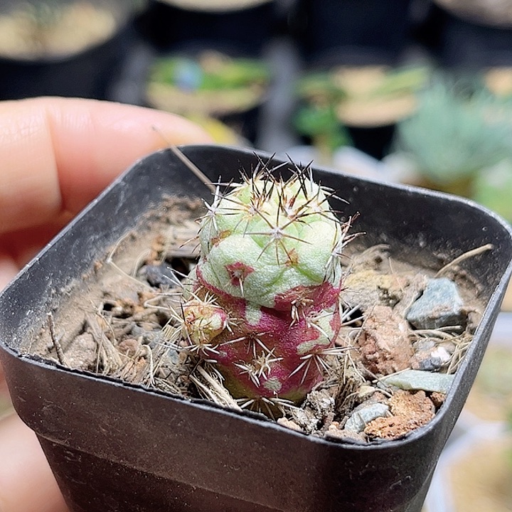 帝王丸自根一颗一物一拍