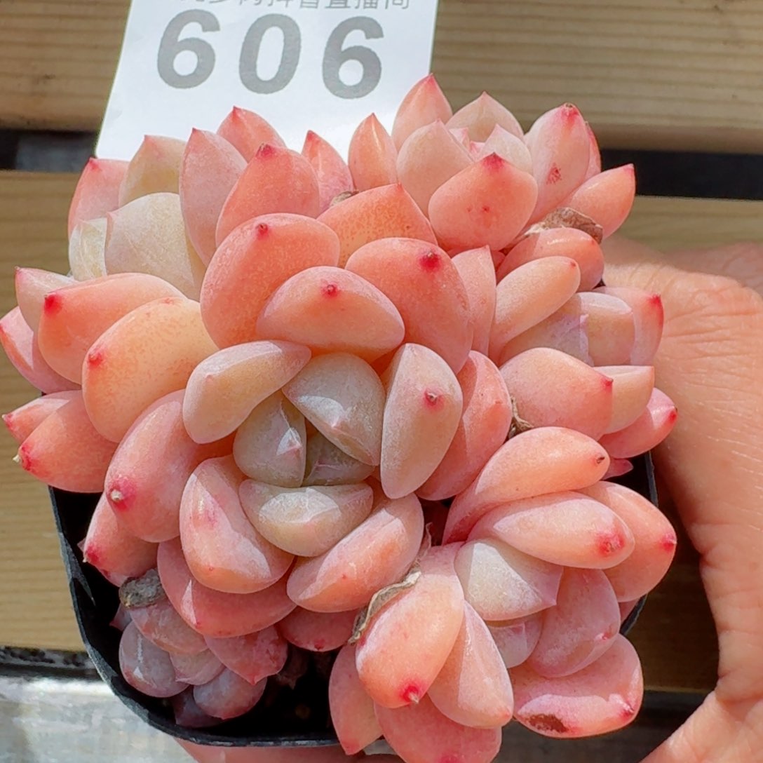 果奶群生         精品多肉