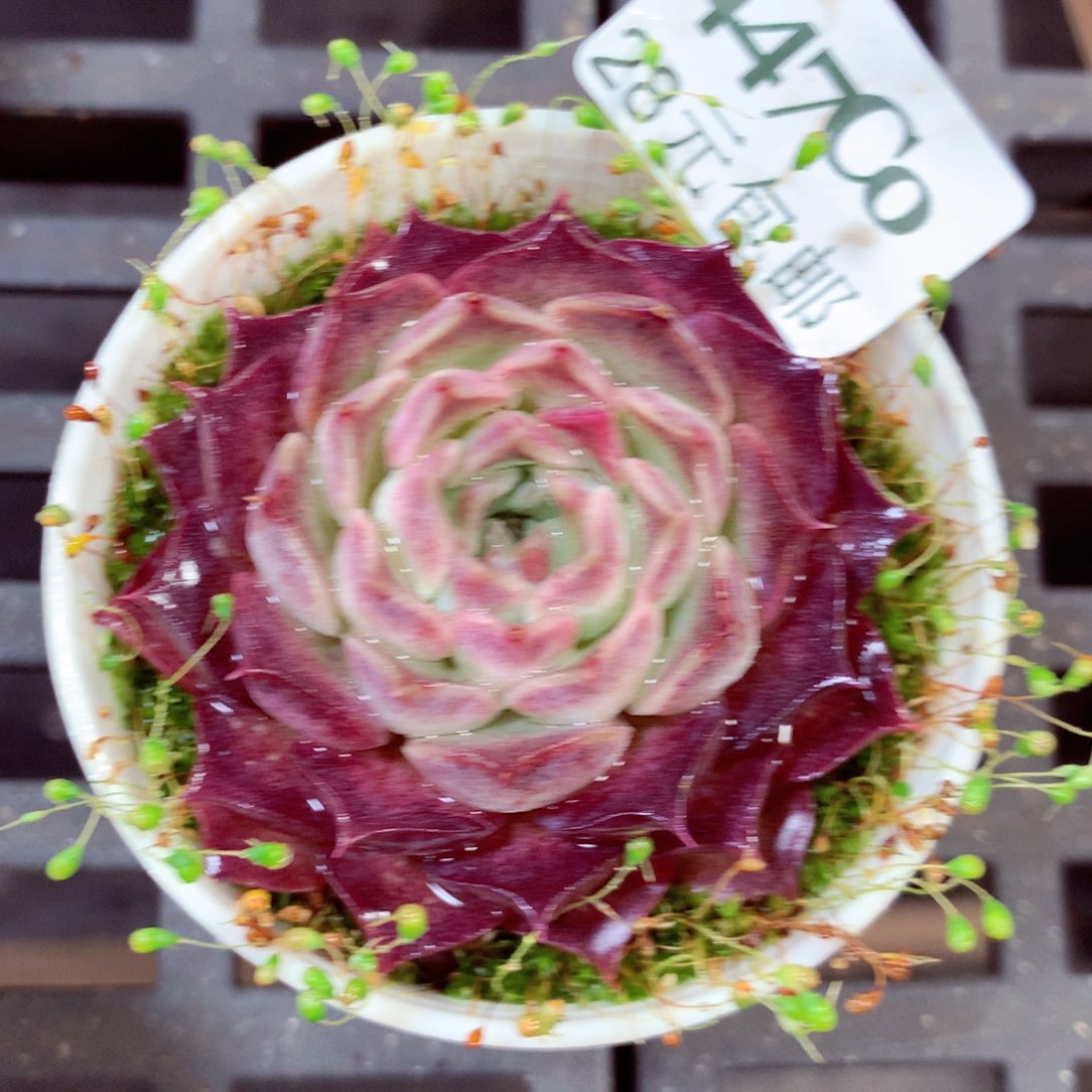 5厘米盆精控多肉447