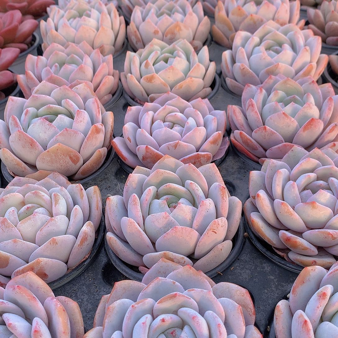 奶盖446678899900000