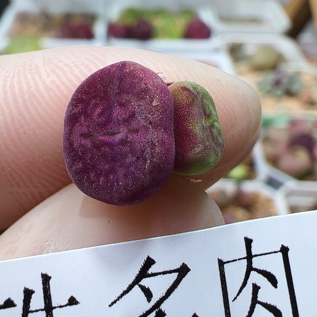 313007/拿铁多肉植物馆