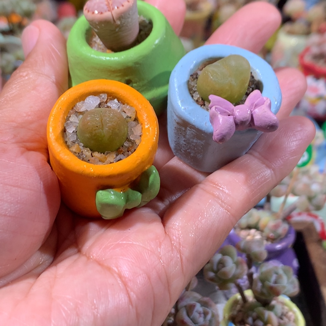 福利一套带盆发货 满100包邮 不够百发叶片哦