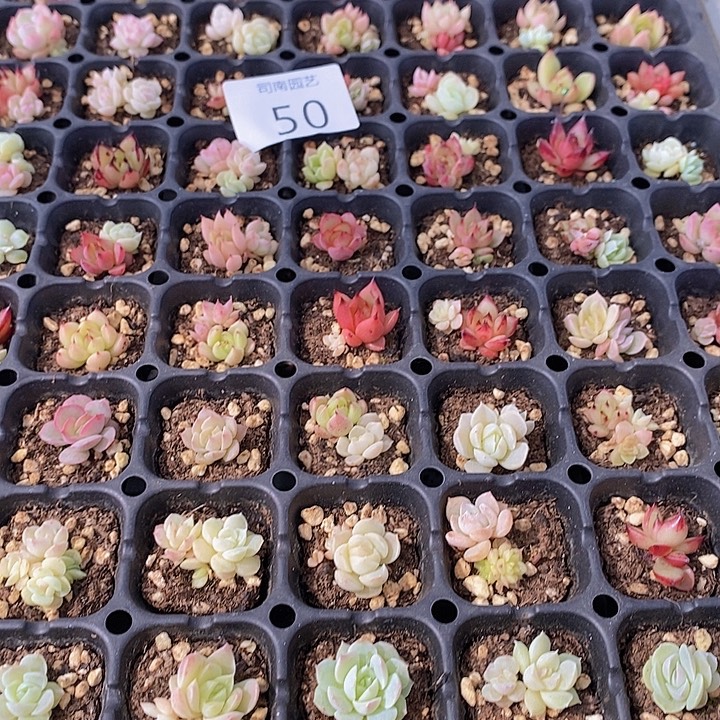 50 多肉植物盆栽花卉