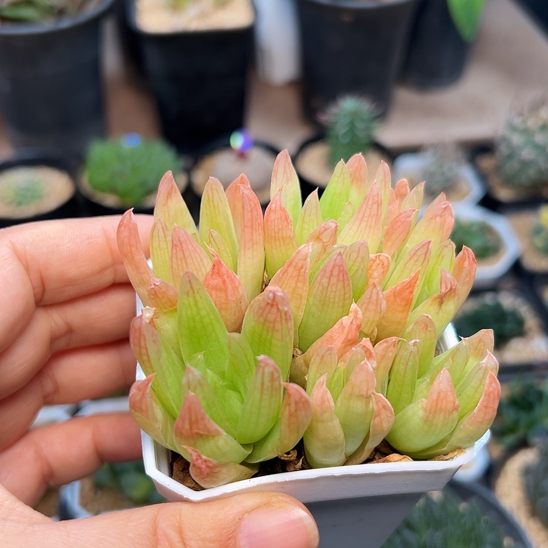 网纹玉露母本群一颗