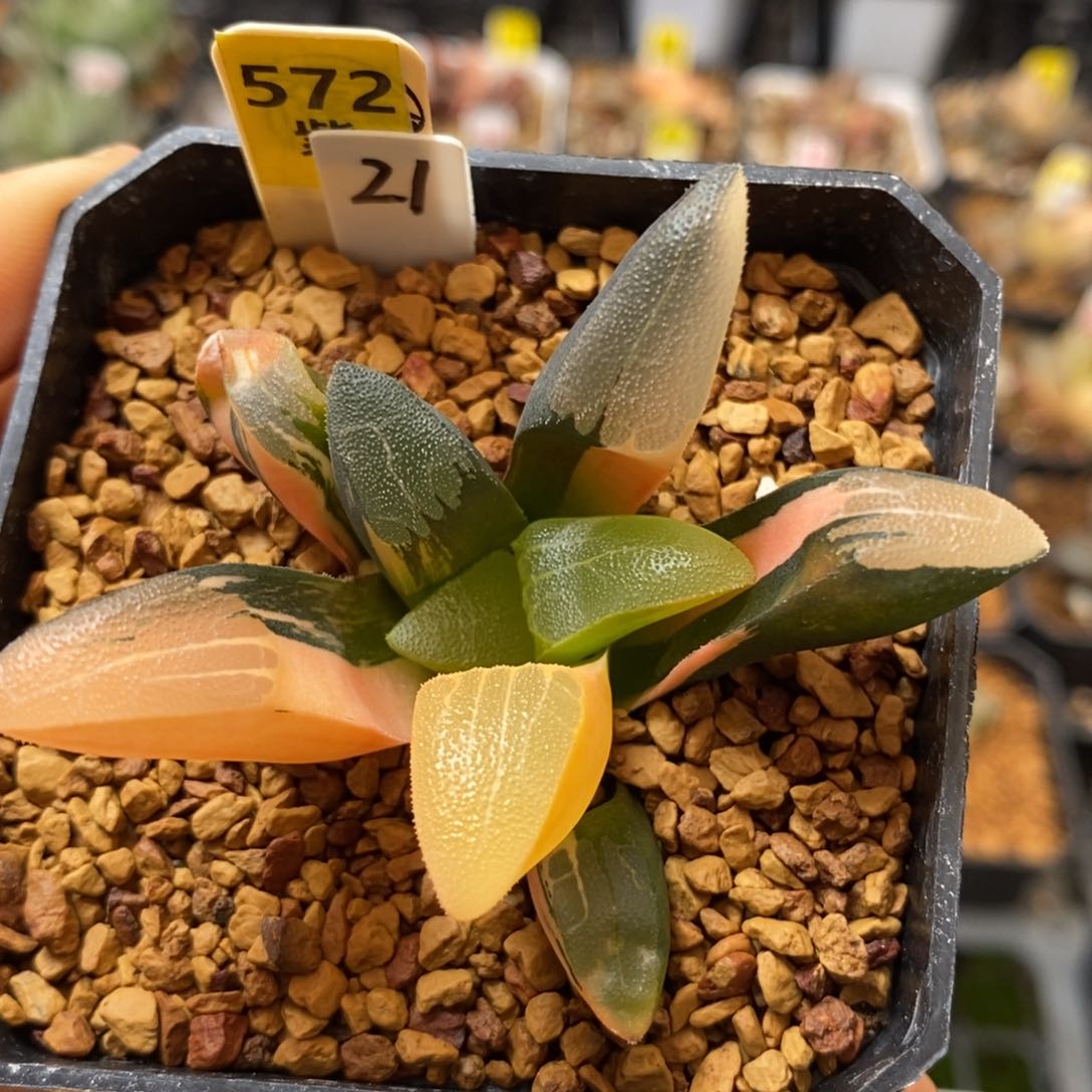 572克锦多肉植物组