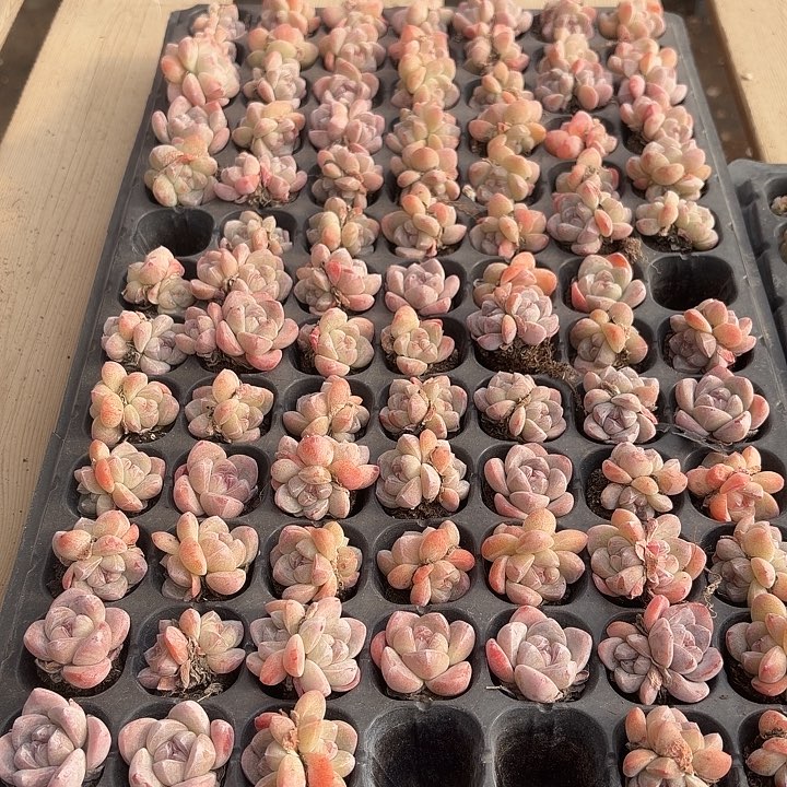 03号紫皮紫心穴盘到手12颗