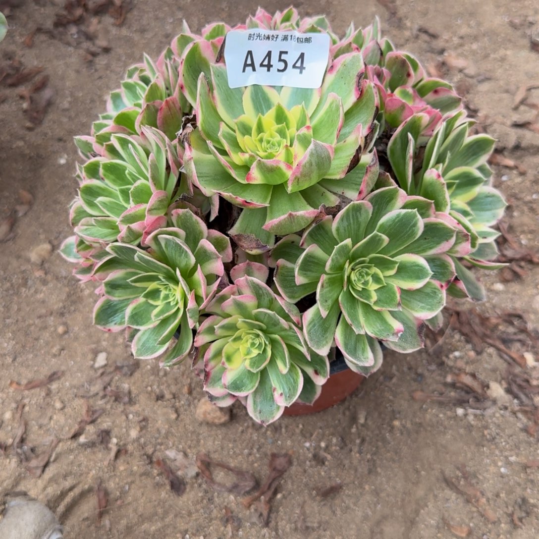 454海王。多肉植物