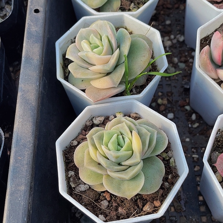 可爱玫瑰锦带盆土发