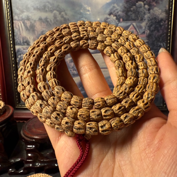 热振百香籽 红皮直切万鬼老树籽高密红牙长串