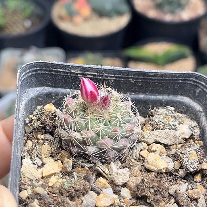 熏染丸实生球一颗2.6公分