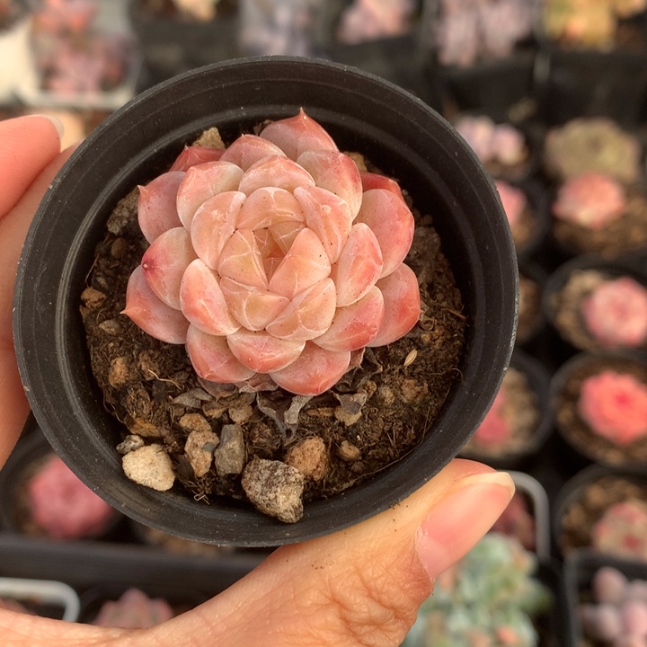 精控粉冰单头多肉