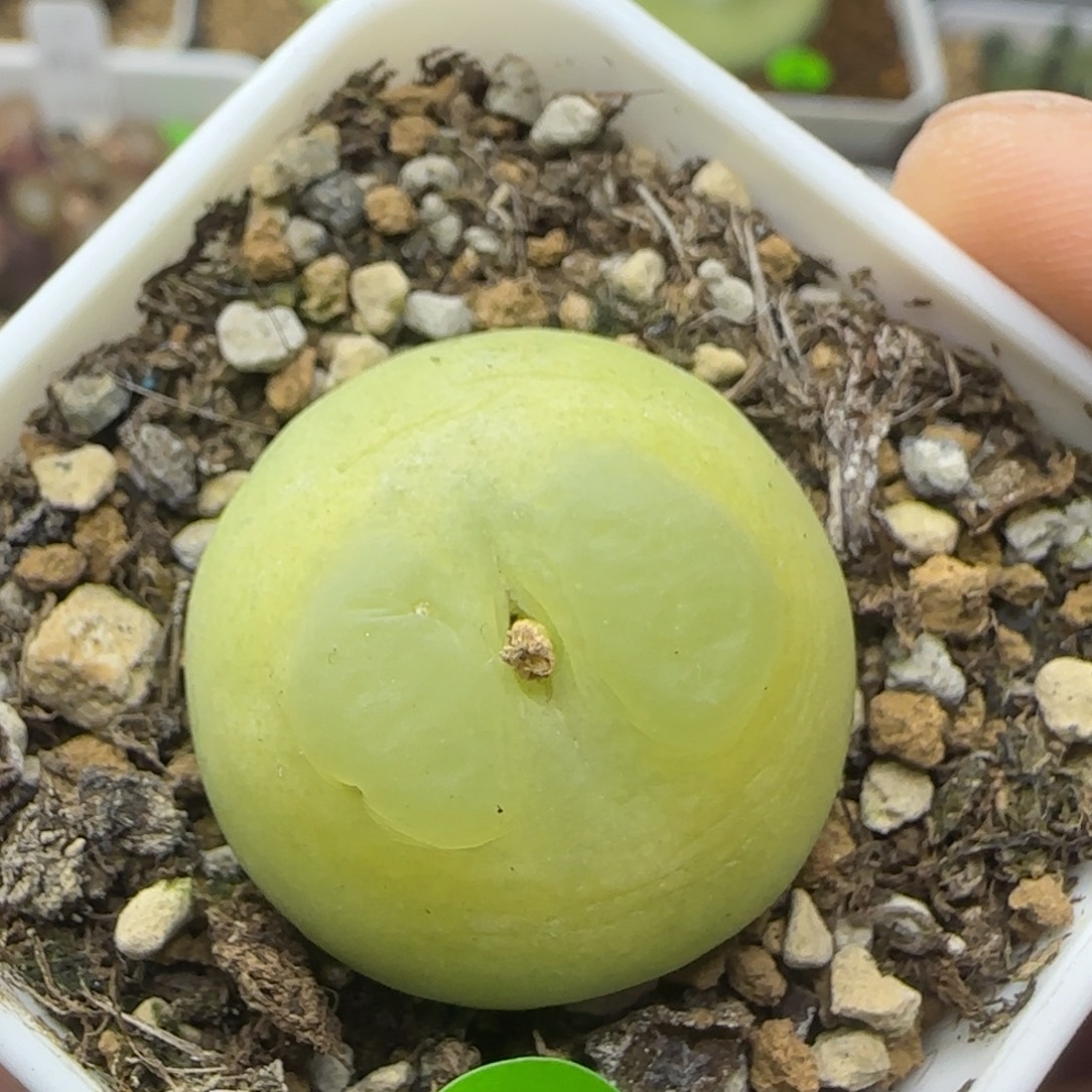 拉登2.5+多肉植物839