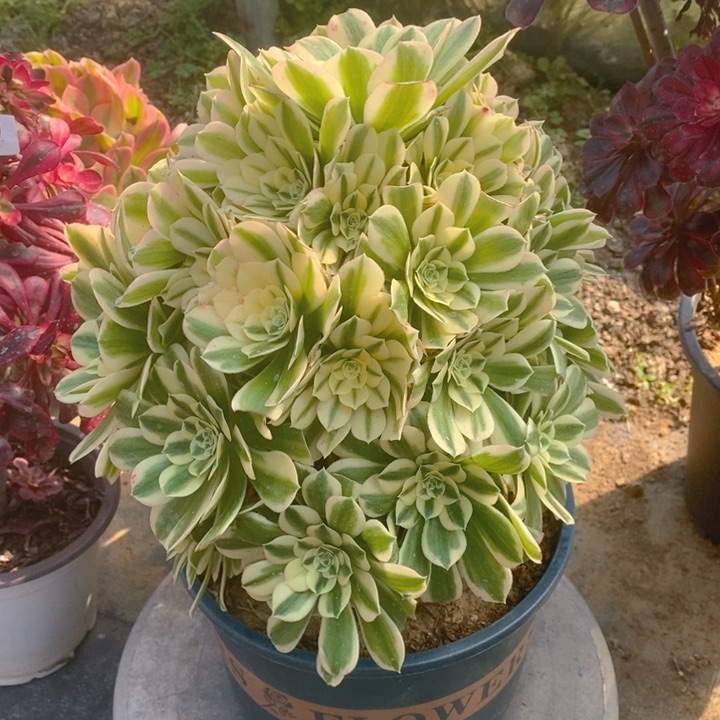 120迈巴赫多肉法师