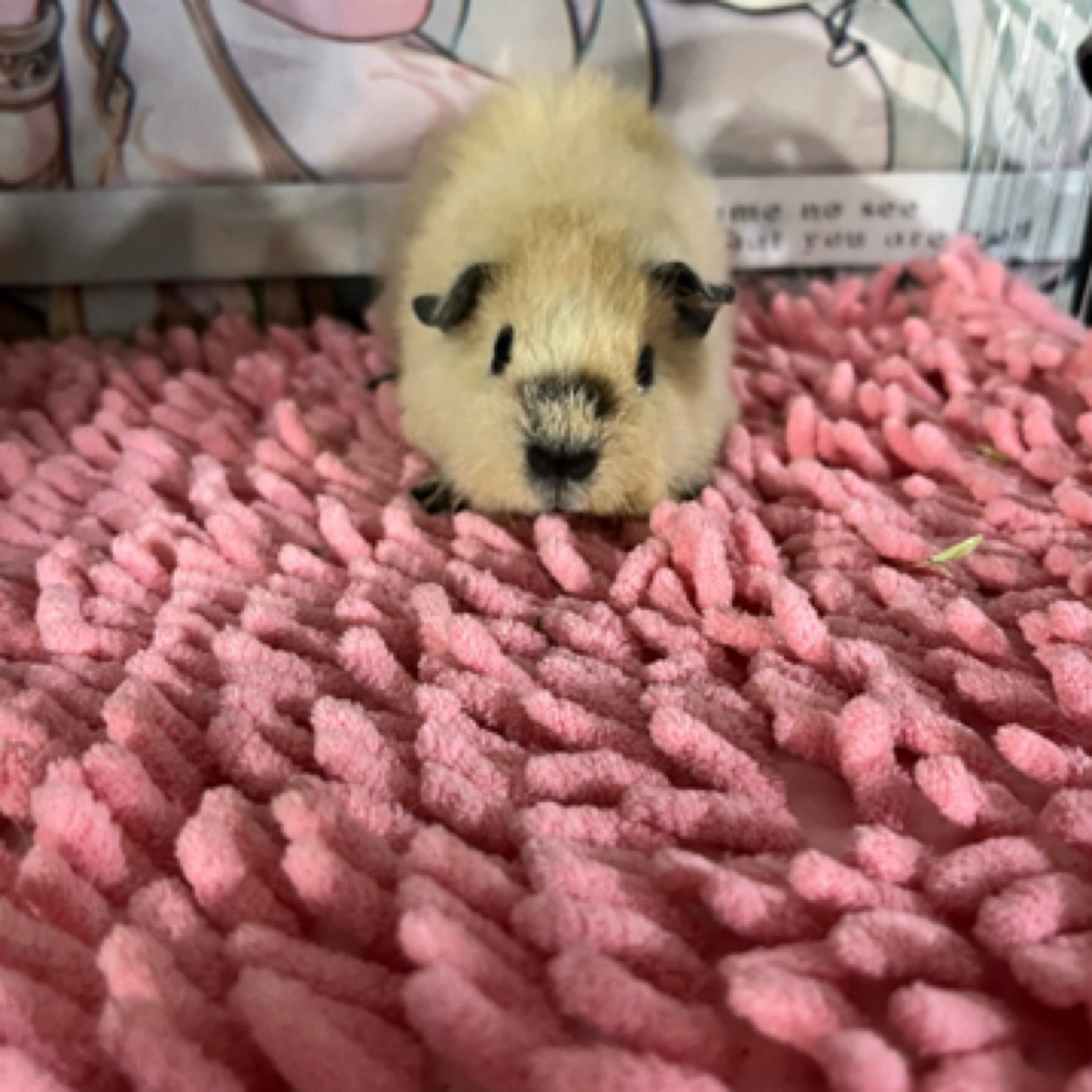 豚鼠奶黄泰加弟弟一物一拍包活三天发货后不支持拒收拦截退换