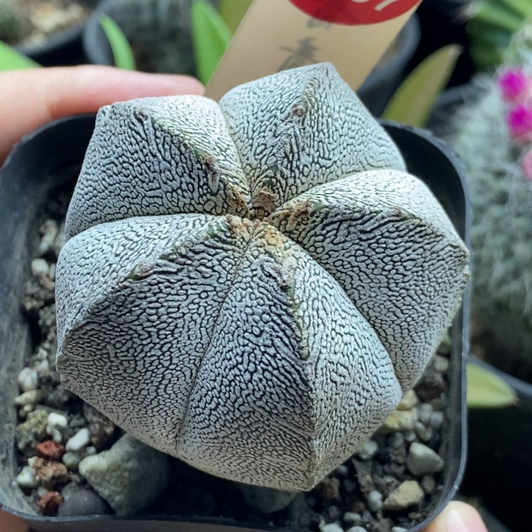 实生带V恩冢鸾凤玉5.4cm