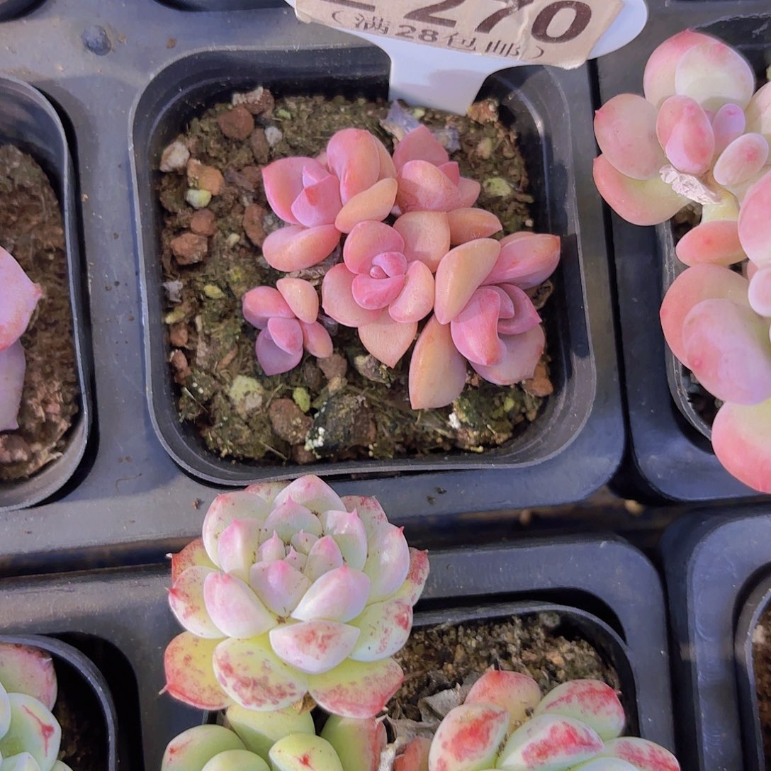 E270彩虹糖一物语拍