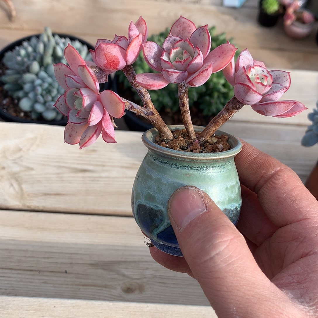 土***土土土的026多肉一颗