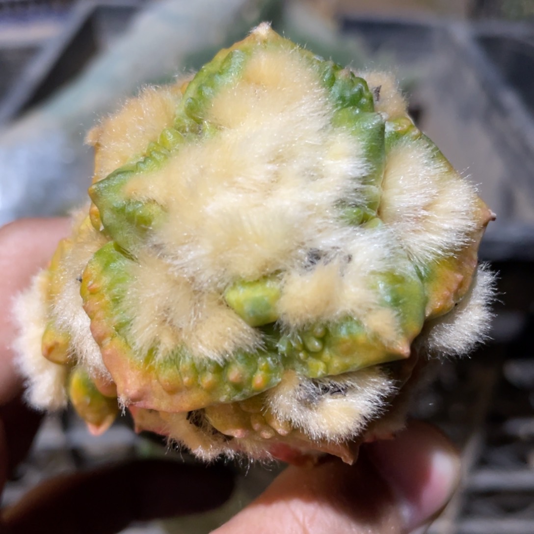 宽犹哥怒锦 926 仙人球