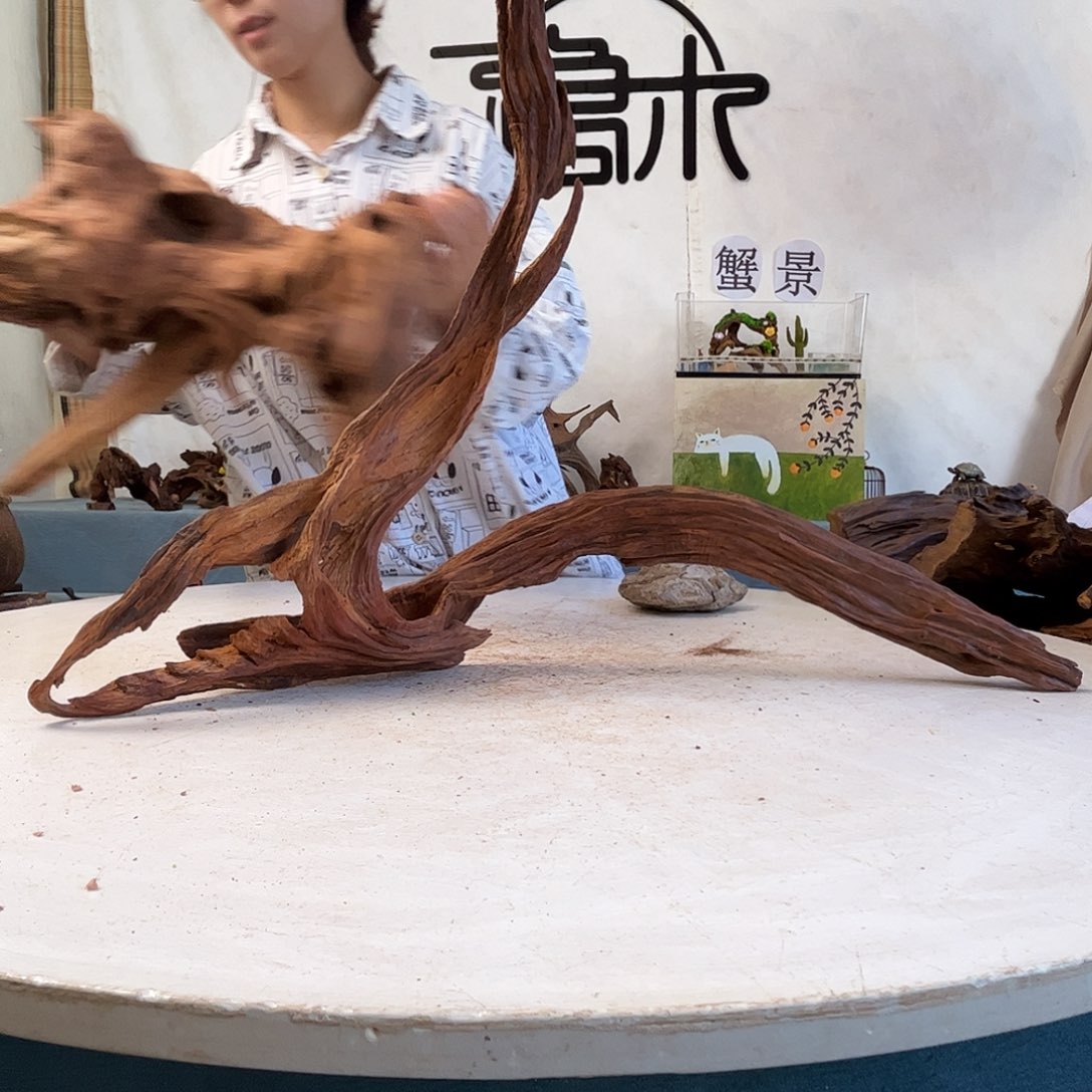 沉木造景寄居蟹景
