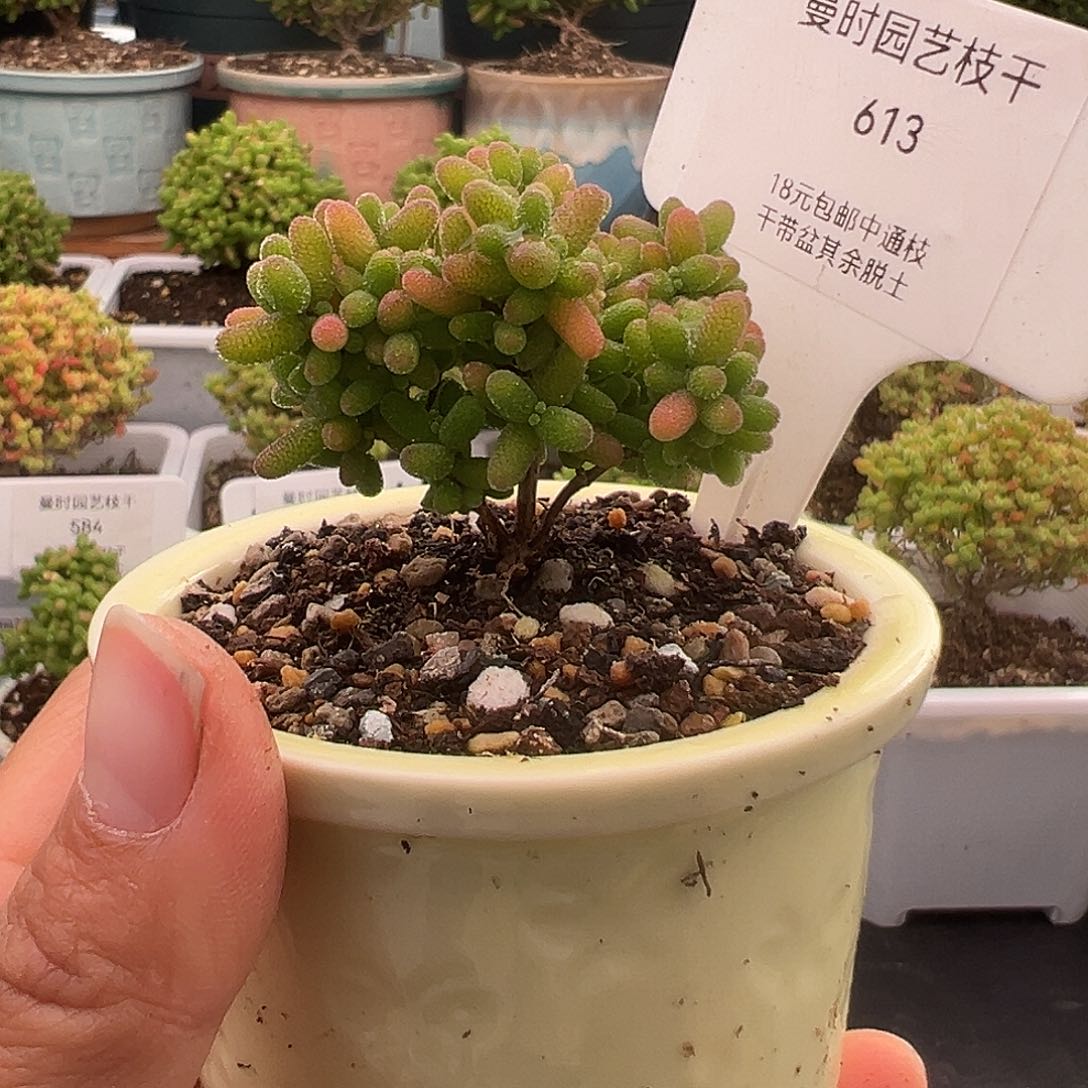 613号密橘糖球带盆12.20多肉