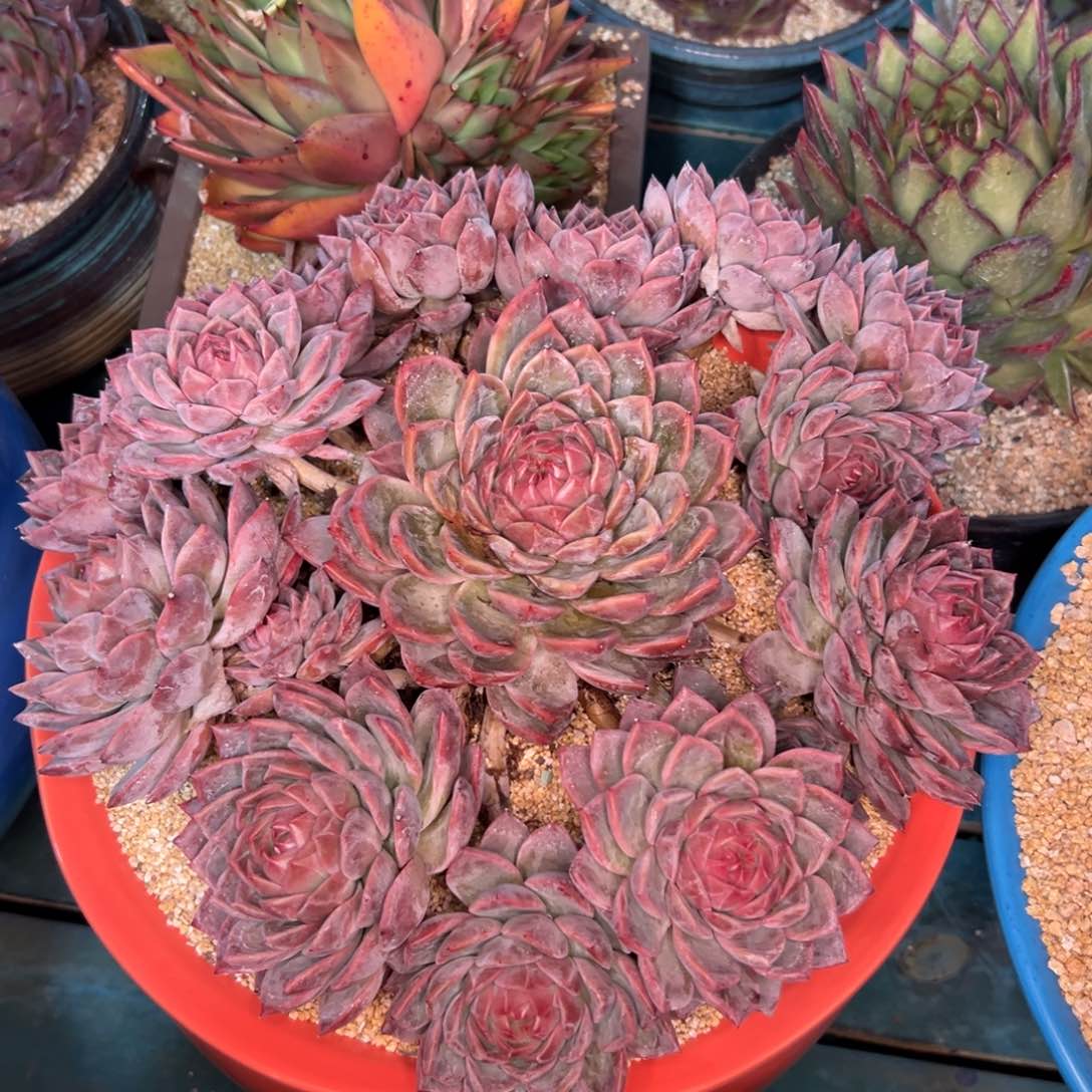 一物一拍0306.-1980