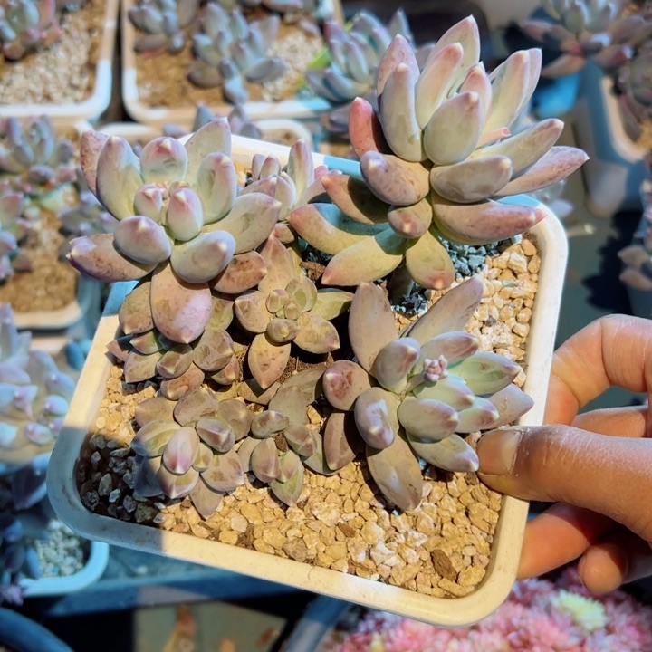 精品多肉植物老桩