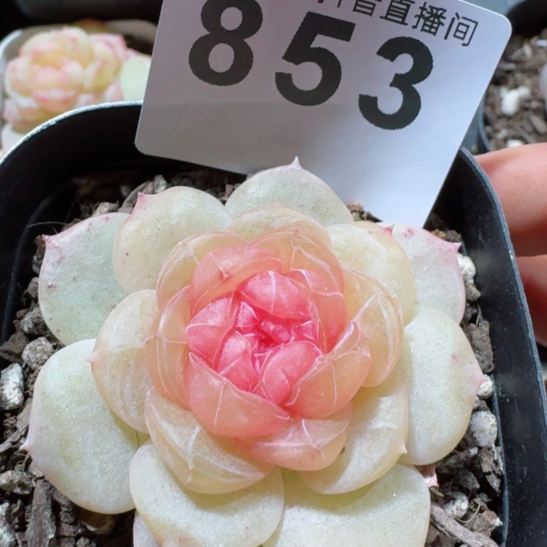 追忆珍妮         精品多肉