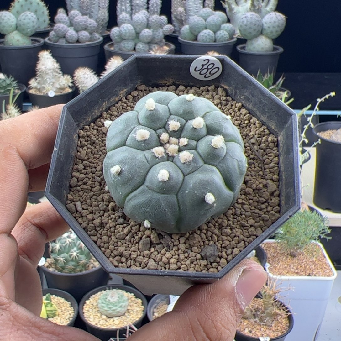 龟甲兜实生一物一拍
