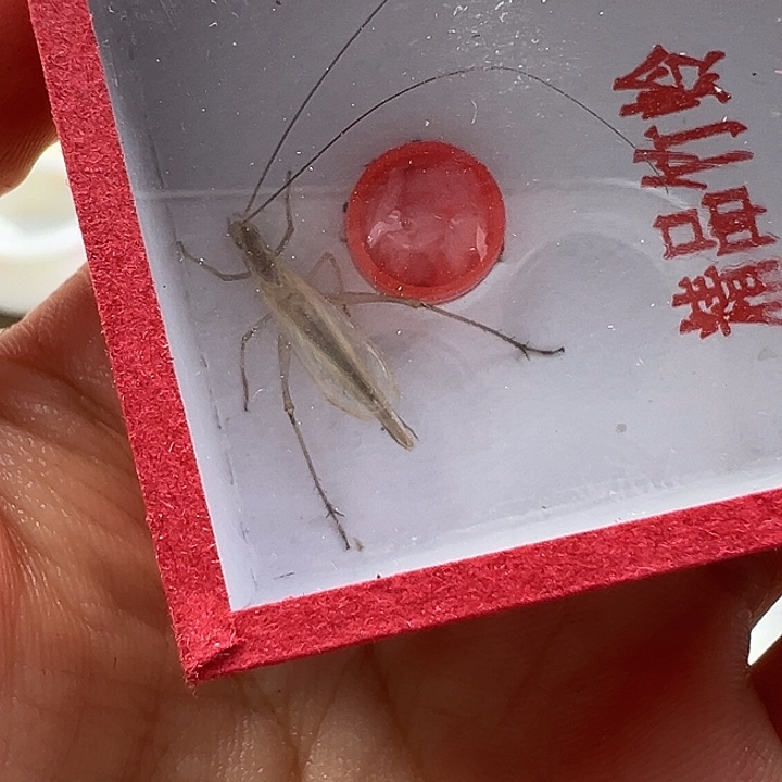 鸣虫虫具一个包邮
