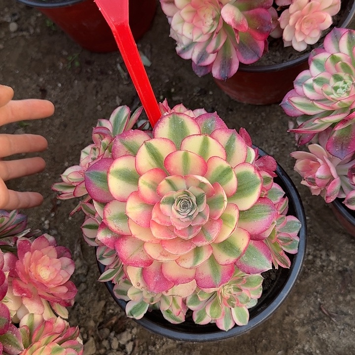 2-28倾城多肉法师