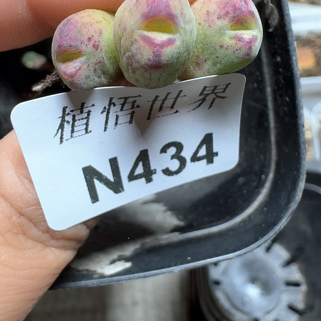434号多肉植物哇c