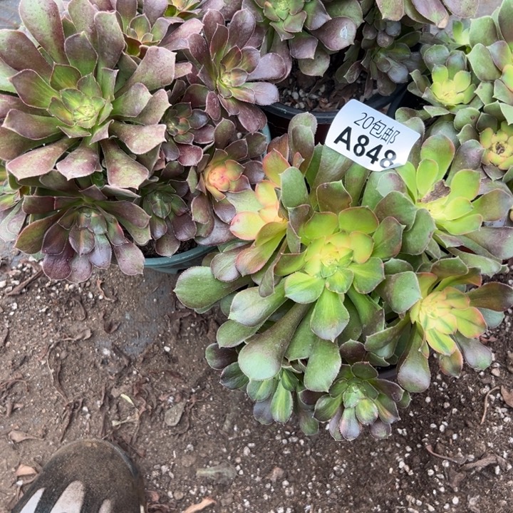 多肉植物848不售后