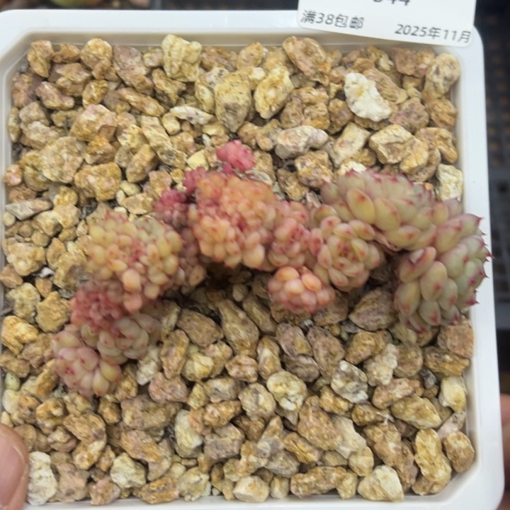 张张精品多肉甄选044