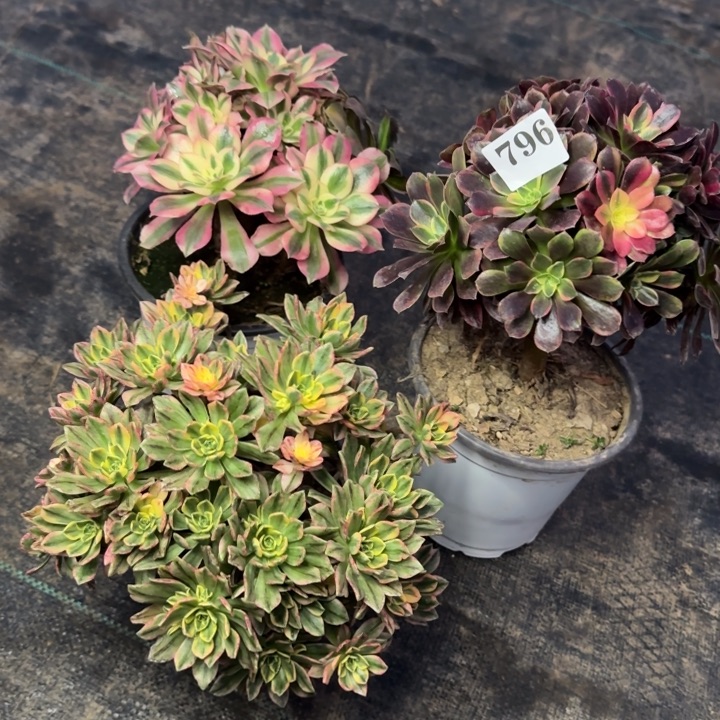 随*风796三颗包邮。          