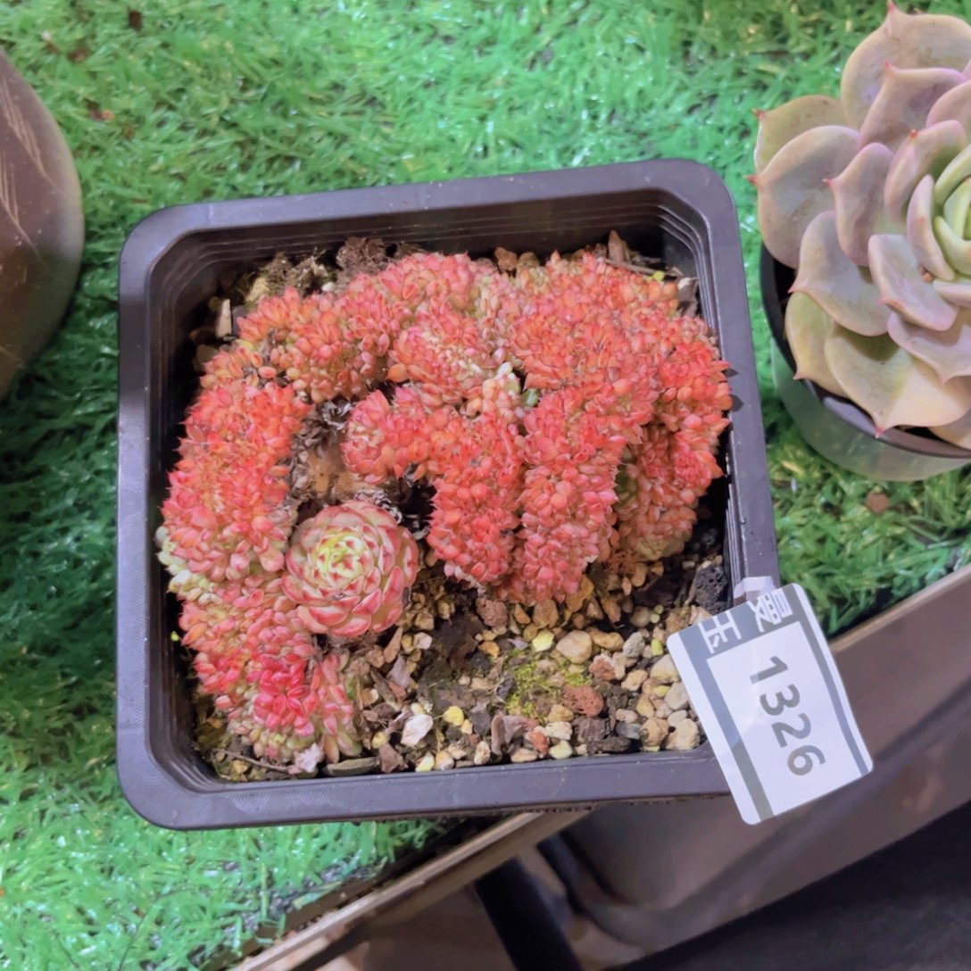 粉姬莲缀多肉植物1326