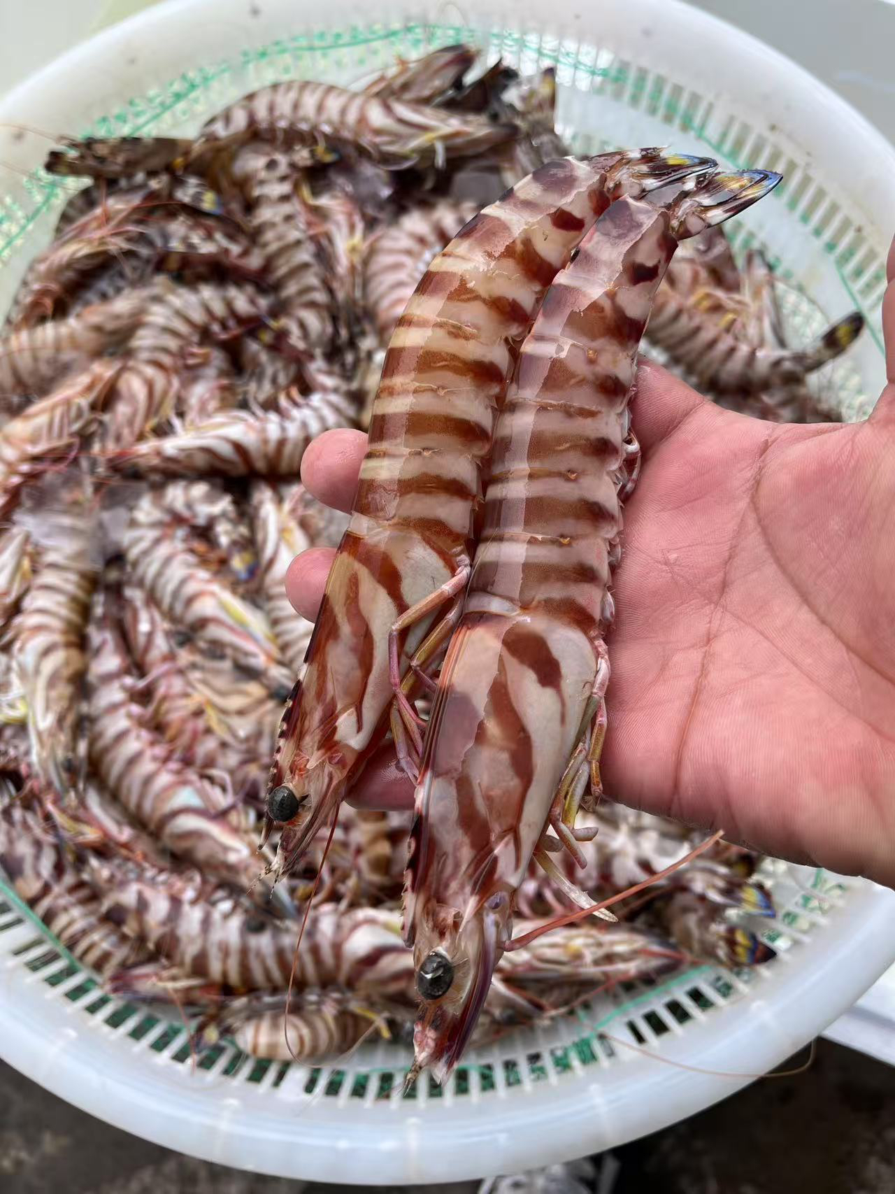 精品竹节虾 当季鲜捕 虾肉弹嫩 纯净海域孕育的极致鲜味