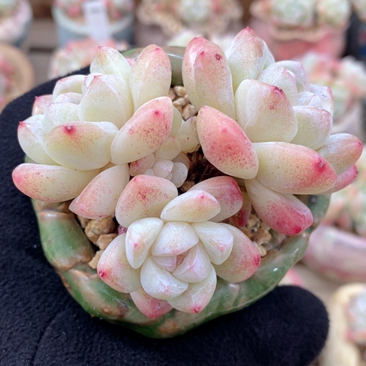 冰玉 韩货精品666