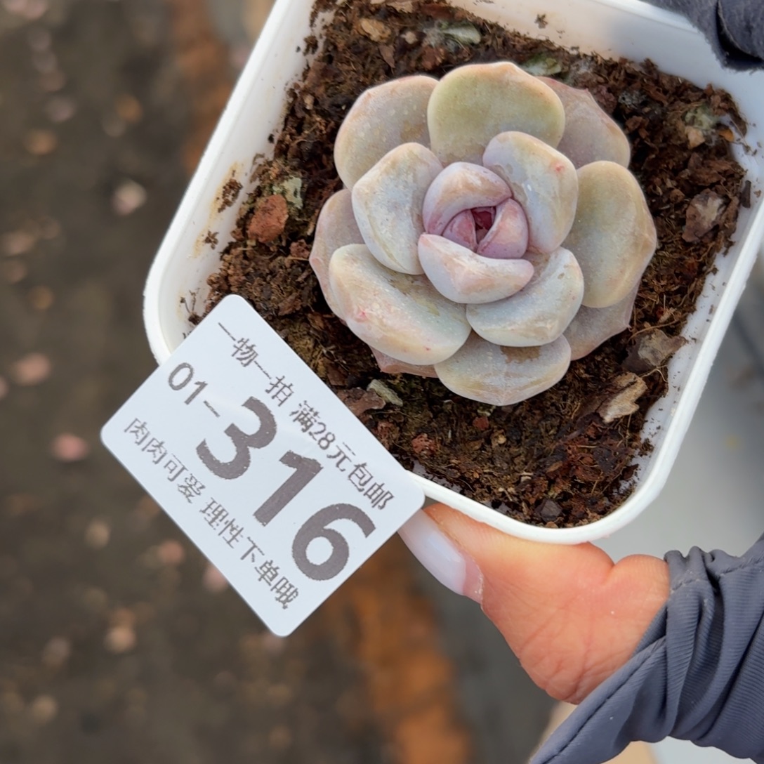 石化汉堡无盆土发货无盆