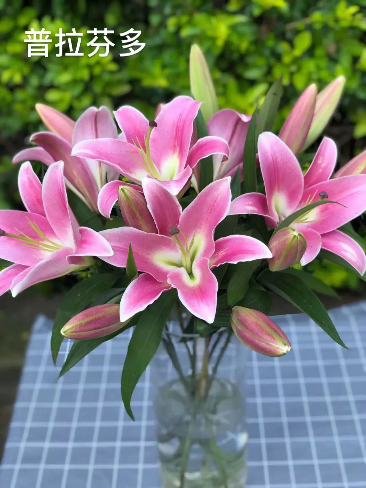 粉色百合花鲜花香水百合多头云南基地直发家用插瓶水养花卉