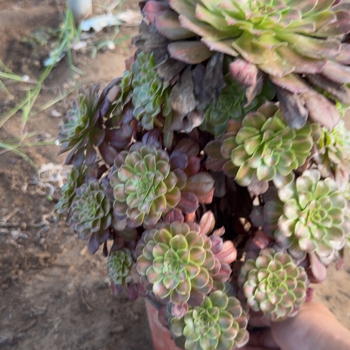 3097二号棚黑铜鼓中班E