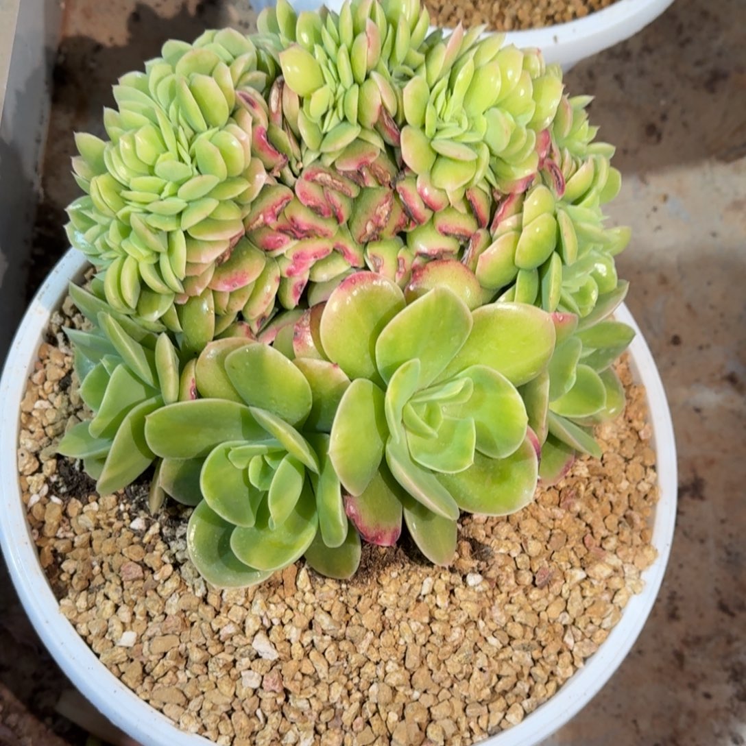 上***痕星纳塔多肉植物链接