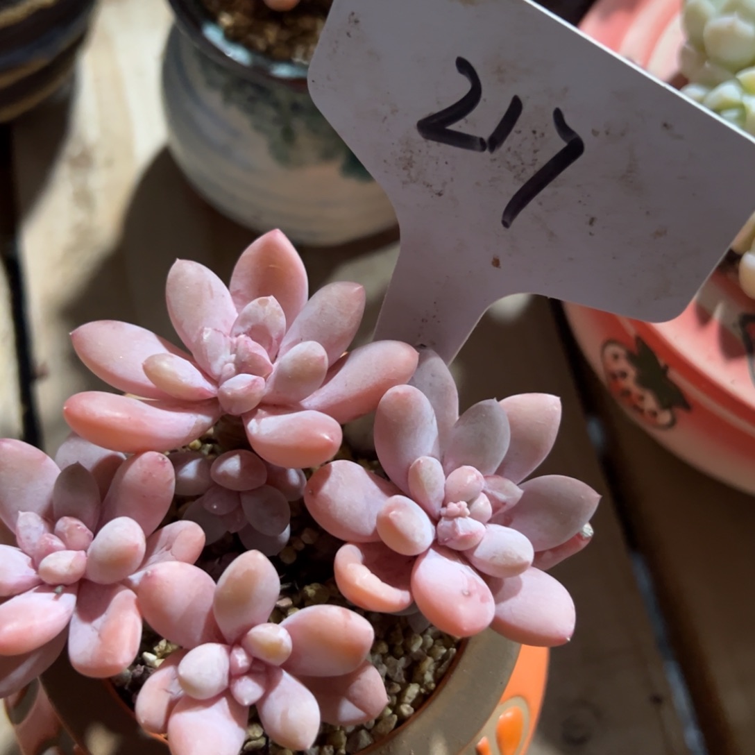 多肉植物一物一拍