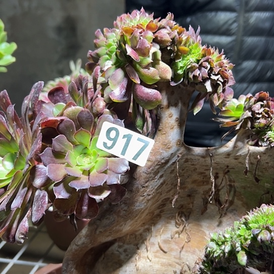 张***宏多肉植物一个妖917