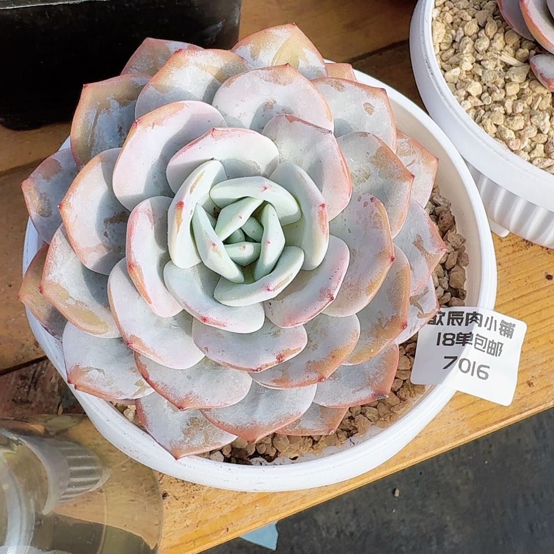 多肉植物奶茶单头7016