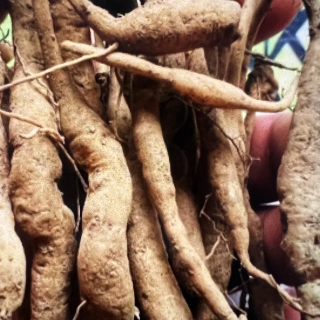 萌麦麦 永嘉高山菜头肾